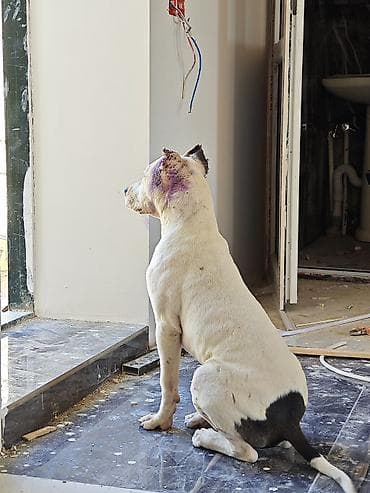 pitbul itleri: Pitbul, 6 ay, Erkək, Peyvəndli — 2