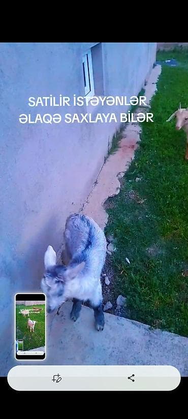 heyvan kokeltme dermanlari: Satılır – sort cepislər sani 2 erkəyi nubiyan 1 disi 1də mələz — 2