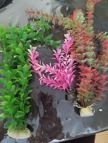 akvarium işığı: Boş, 84 l, Ünvandan götürmə — 5