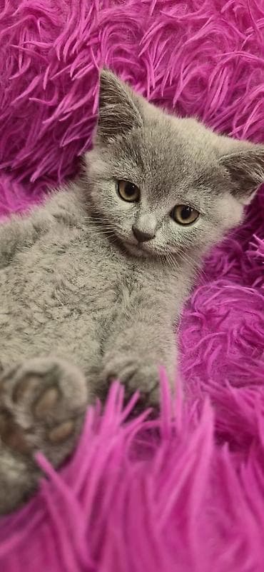 siyamski pişik: Şotland uzun tüklü — 5