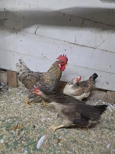 hazır yuva: Toyuq, Damazlıq — 13