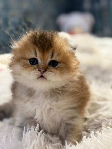 şotland pişiyi: Qızıl şinşilla, Dişi — 2