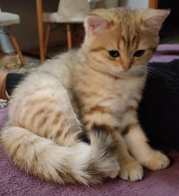 pişik latoku: Britan — 2