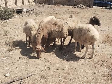 ev heyvanlarının satışı: Salamtam saglam qoyunlardir 8 ededdir isdeyen elaqe saxlasin — 1