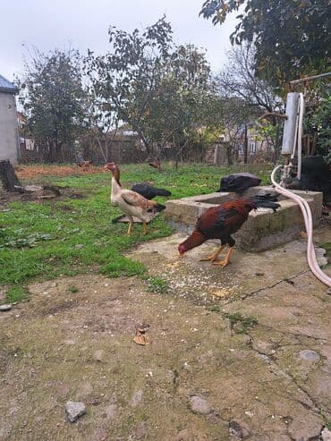 şirin dovşan şəkilləri: Toyuq, Damazlıq, Rayonlara çatdırılma — 4