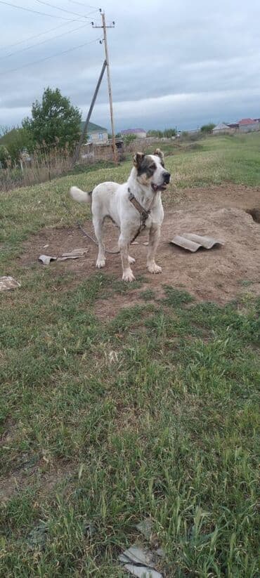 Alabay, 2 il, Erkek, Peyvəndli, Ünvandan götürmə