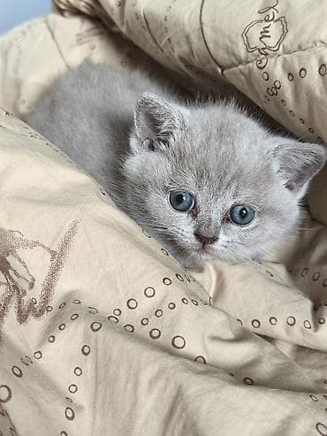 gəncə pişik: Şotland, Dişi — 6