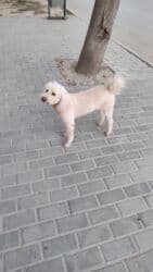 tüklü itlər: Pudel, 8 il, Erkek, Cütləşmə üçün — 3