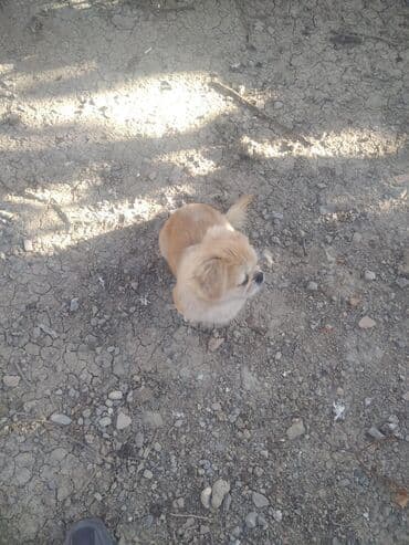 отдам в хорошие руки маленькую собачку: Tecili Satilir baximsizdiqadan real aliciya emdirim var piknes — 1