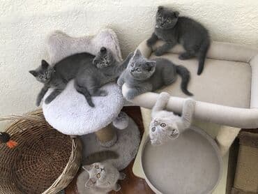 породистые котята даром: Шотландская, Самец, Самка, Самовывоз — 30