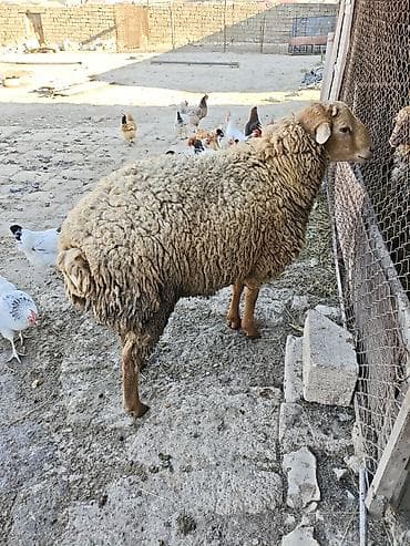 Damazliga yararli qocdu. 1 yas 3ayliqdi. aktiv qocdu. 66kq diri cekisi
