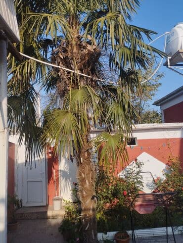 Dekorativ palma ağacı – Chamaerops/Trachycarpus tipli, uzun, lifli