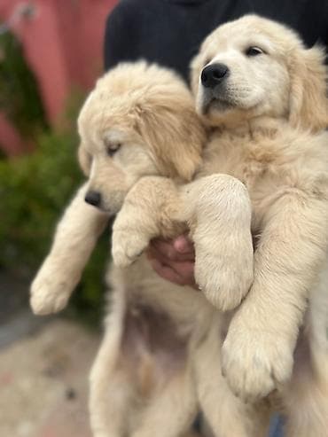 erkek: Labrador-retriver, 2 ay, Erkek, Peyvəndli — 6