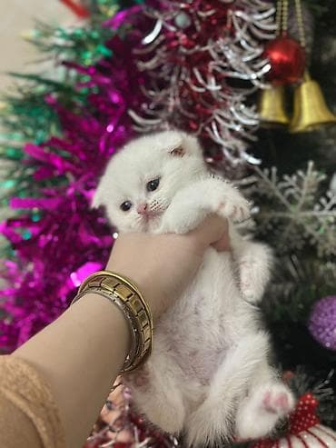 ev pisik: Şotland yastı qulaq — 4