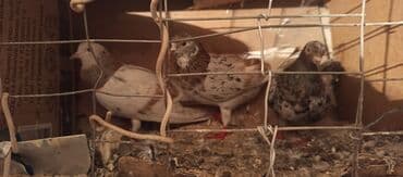 xamyak qefes: Məhsul: göyərçini dəstəsi Təsvir:1 erkəy 2maya 3 bir yerdə 30 m - — 3