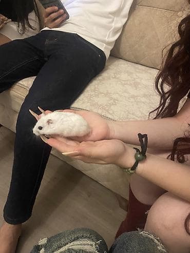 heyvan satilir: İki ədəd hamster satlr .Biri ağ,biri boz.Ustundə ikimərtəbəli — 3