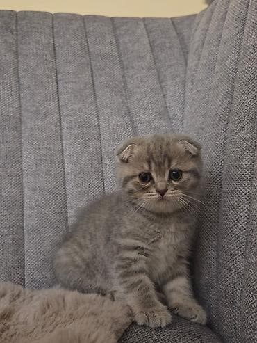 ərkəy dana: Bu gozel balalar oz sahibini gozleyir! Ata british, ana scottish fold — 3