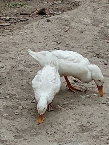bakida cins ineklerin satisi: Ağ ördək – ev ordeyi - Rəng: tam ağ lələk örtüyü - reyal alıcı yaşın — 2