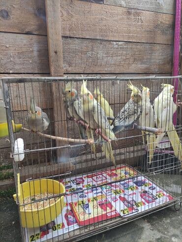 попугай жако купить в баку: Qəfəs quslar — 5