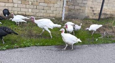 Digər kənd təsərrüfatı heyvanları: Erkək, Ətlik — 2