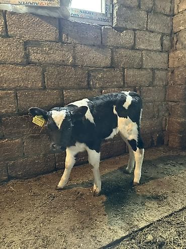 it adlari disi: Holştayn cinsli buzov • Qara‑ağ rəngdə, qulaq birkası ilə — 1