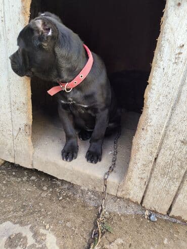 pop it: Кане-корсо, 3 месяца, Самка, Платная доставка, Бесплатная доставка, Доставка в районы — 4