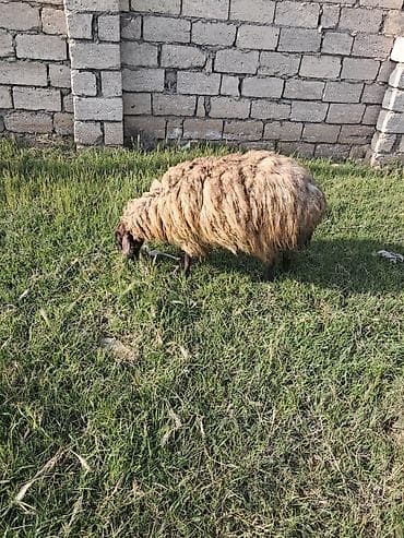 Qala qoyunu kok cavan heyvandi