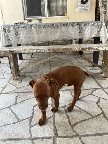 pitbul balasi satilir: Pitbul, 1 ay, Erkek, Ünvandan götürmə — 2