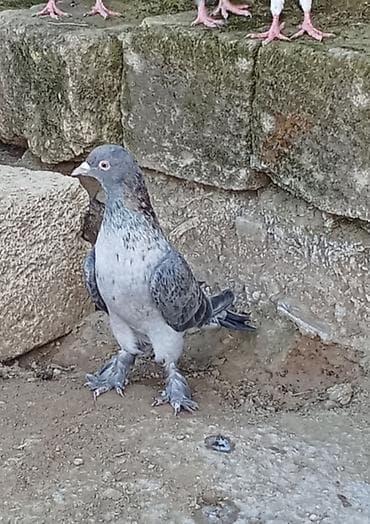 sağsağan quşu: Əbrək Erkəy Enli Quyruq — 2