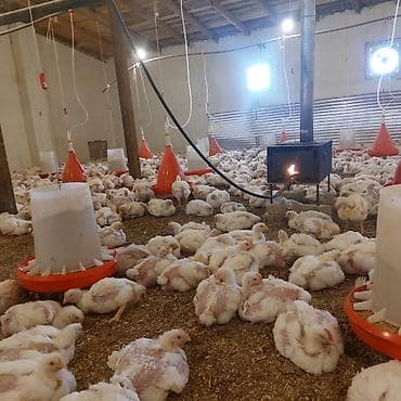 Hinduşkalar: Toyuq cücələri, Ətlik, Ünvandan götürmə — 3