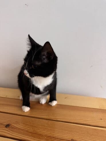 тап аз кошки: Самка, В добрые руки — 5