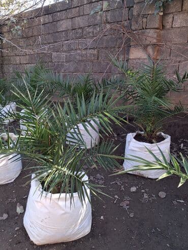 sultan daragi gülü: Məhsul: Xurma palması (Phoenix dactylifera) fidanları Təsvir: - — 6