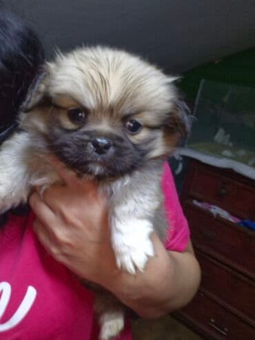 ucuz bala pişiklər: Pekines erkey sip sirin — 1