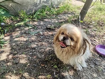 İtlər: Pekines, 11 ay, Erkek, Peyvəndli, Ödənişli çatdırılma — 2