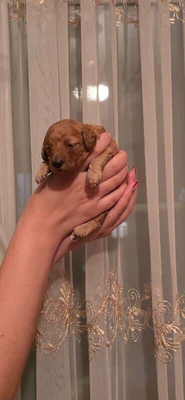 карликовый пудель: Пудель — 4