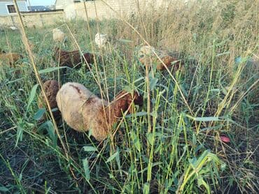arpa toxumu satışı: Məhsul: Qoyun sürüsü 11 boğaz qoyun bir qoç 9bir qarın doğub 2si — 3