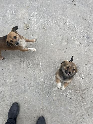 it qiz seksi: Peyvəndli — 2