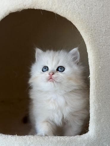 balaca pişiklər: Britan, Erkək — 4