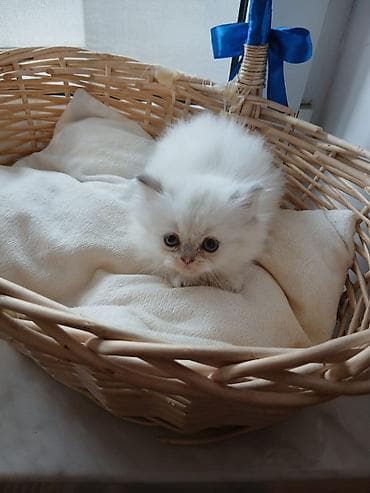 siyam pisik: İlan: Şirin balaca pişiklər – sevimli ev dostları - Növ: Ev pişiyi — 5