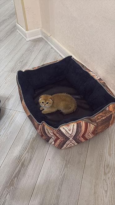 Britan qızılı shaded (golden) rəng qrupundan pişik balaları - Cins — 4