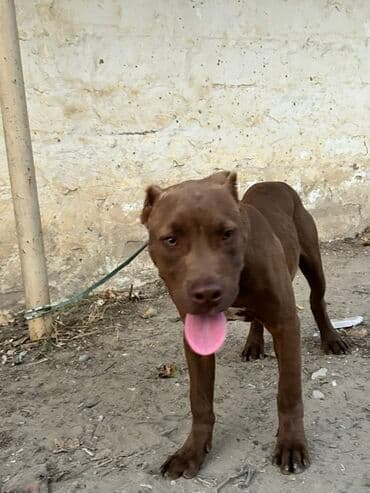 xaski erkek: Pitbul, Erkek — 6