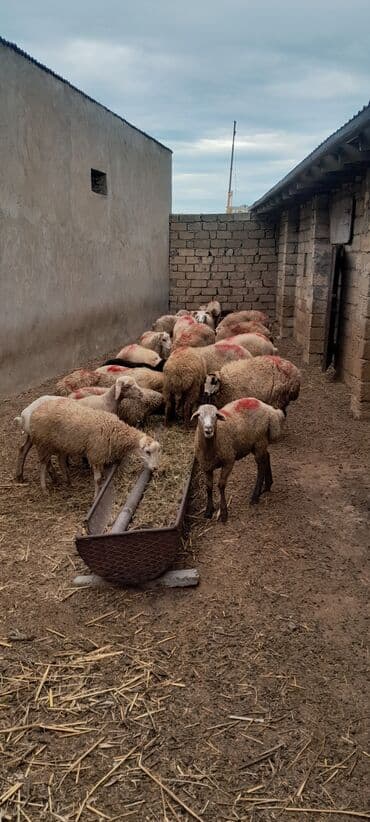 рынок животных в баку: Erkək, il: 7, 55 kq, Ətlik, Ünvandan götürmə — 13