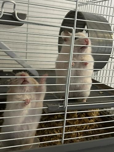 Digər heyvanlar: Hamster qəfəsi və aksesuarlar dəsti 60manat qəfəs iki hemstrada — 3