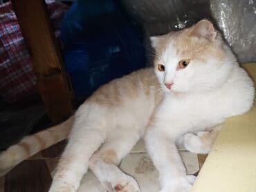 американский вислоухий кот: Шотладская вислоухая — 3