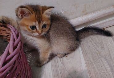 1 azn pişik: Şotland, Erkək, Dişi, Yaxşı əllərə, Ünvandan götürmə — 15