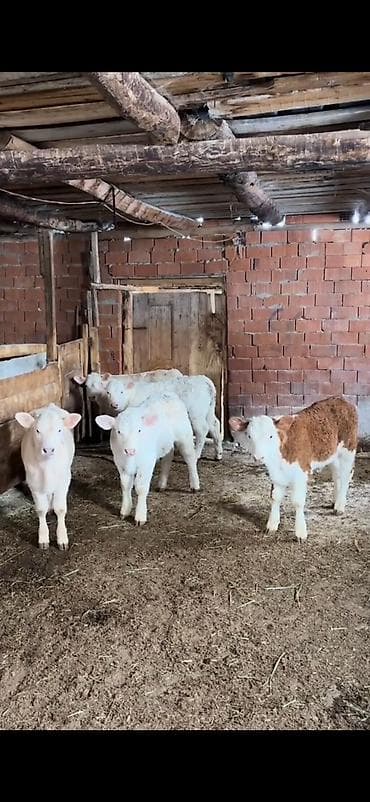 smental dana: Satış üçün dana qrupu - Növ: ətlik-besilik danalar - Say: 4 baş - — 4