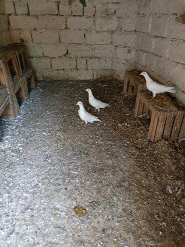 göyercin yuvasi: Ağ rəngli ev göyərçinləri - Rəng: əsasən tam ağ, bəzilərində qara ağ — 10