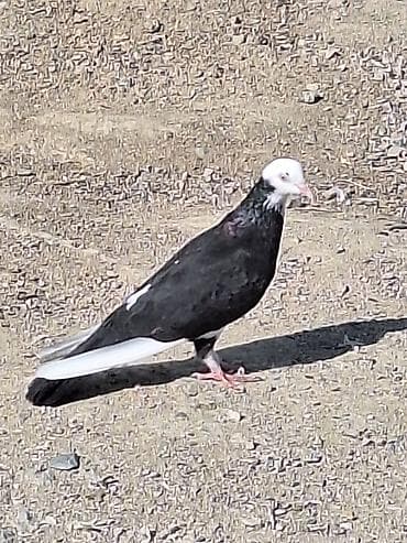 Cins: Dekorativ/uyuq güvercin (başlıq ağ papaqlı, bədən tünd) Rəng — 2