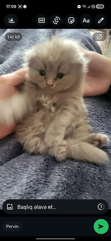 ucuz goyercinler: Şotland yastı qulaq, Dişi — 4