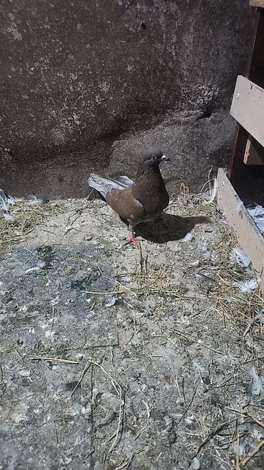 muhabbet quş: Biri fərədi biri xoruz satılır biri 5 manat — 2